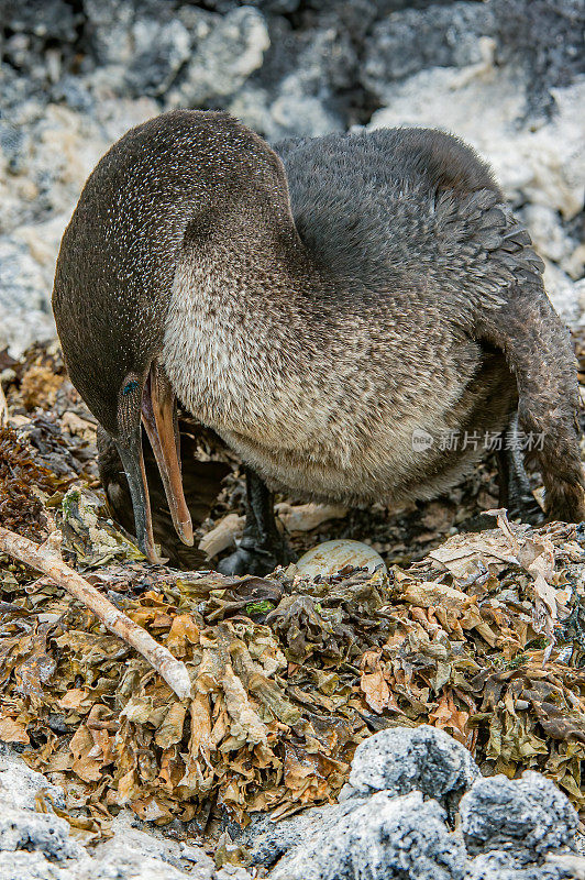 筑巢的加拉帕戈斯群岛不会飞的鸬鹚，harrisi Phalacrocorax, Nannopterum harrisi, Punta Espinosa，费尔南迪纳岛，加拉帕戈斯群岛。蛋在窝里。